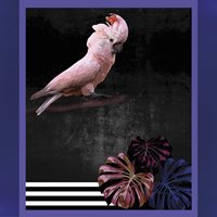 Ego Wallpaper Cockatoo / Tucano 02