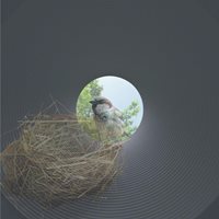 The Wall Of Birds 04