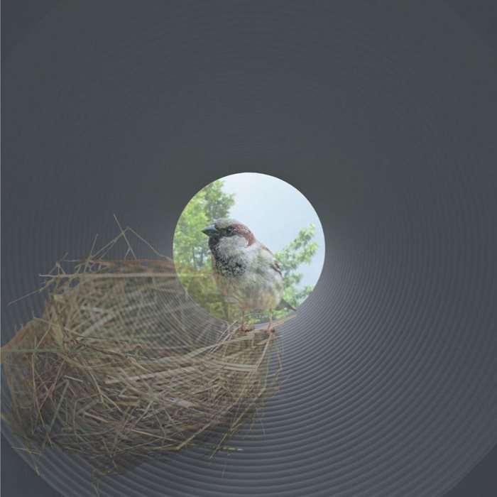 The Wall Of Birds 04